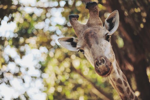 长颈鹿的头的特写照片 · 免费素材图片