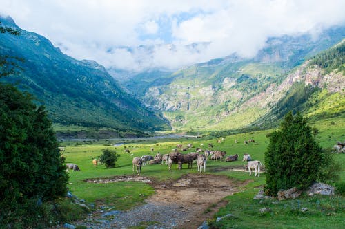 棕色和白色的牛，在绿色的田野，在白色的天空下山附近 · 免费素材图片