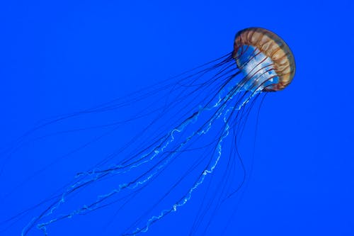 蓝色背景上的水母 · 免费素材图片