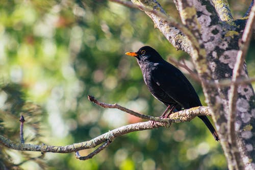 黑鸟栖息在树枝上的特写照片 · 免费素材图片