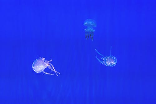 三只水母 · 免费素材图片
