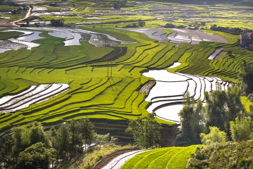 稻田 · 免费素材图片