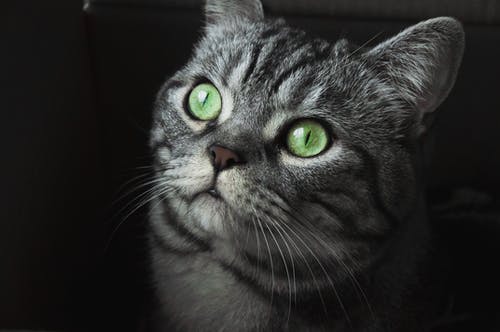 绿眼睛的灰猫的特写照片 · 免费素材图片