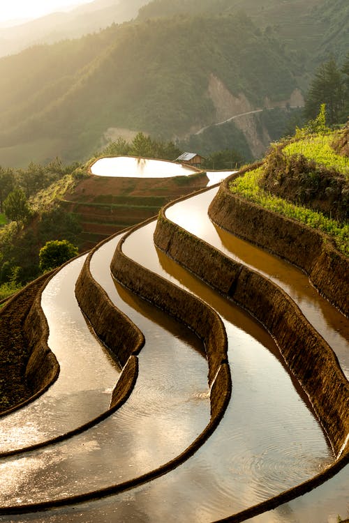 水稻梯田 · 免费素材图片