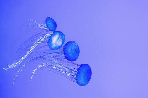 蓝色水母图 · 免费素材图片