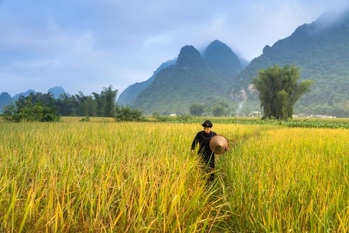 在绿草如茵的球场上行走的人 · 免费素材图片