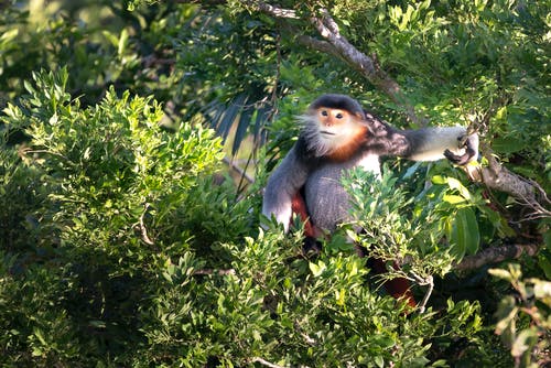 猴子坐在树枝上 · 免费素材图片