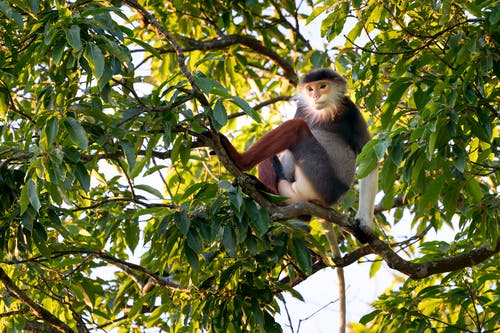 猴子坐在树枝上 · 免费素材图片