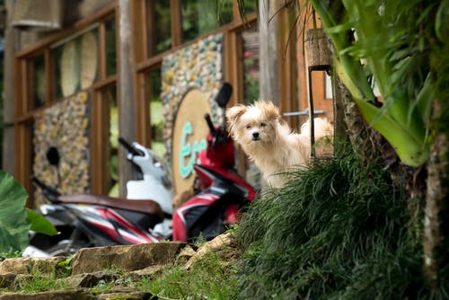 狗的照片 · 免费素材图片