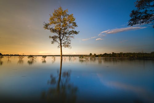 被水包围的绿叶树 · 免费素材图片