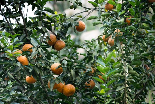 橙色果树 · 免费素材图片
