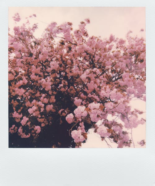 粉色樱花花 · 免费素材图片