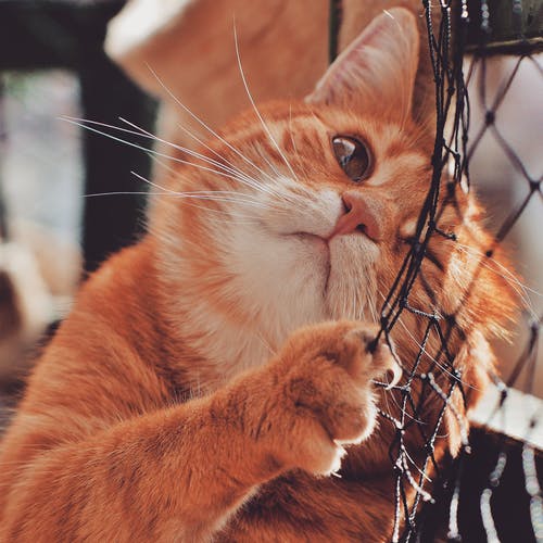 橙猫聚焦摄影 · 免费素材图片