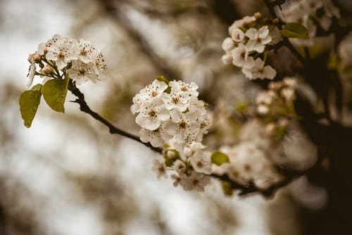 樱花的图片 · 免费素材图片
