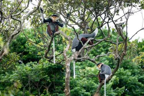 三只猴子在树上 · 免费素材图片