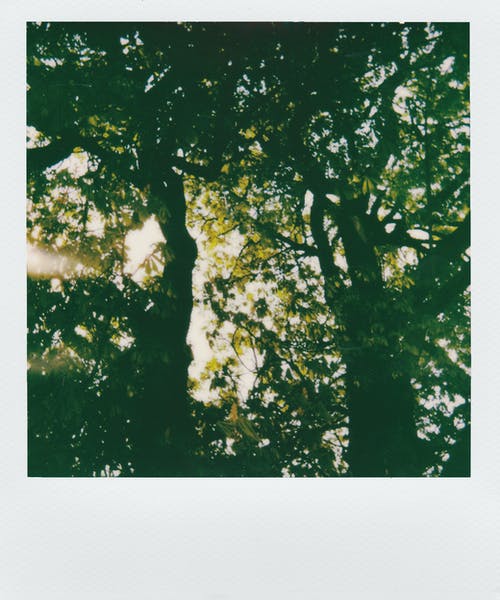 阳光穿过绿叶树木 · 免费素材图片