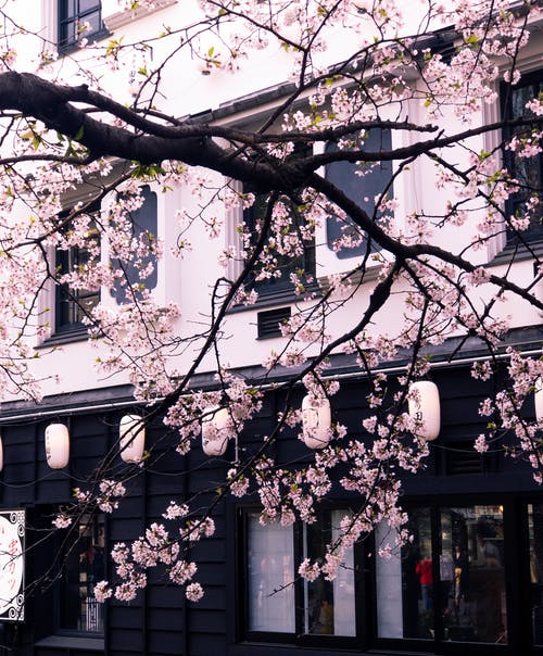 樱花树在建筑物前的照片 · 免费素材图片