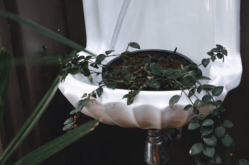 一壶绿叶植物 · 免费素材图片