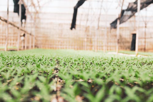 绿草的特写照片 · 免费素材图片