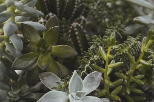 绿色肉质植物和仙人掌 · 免费素材图片