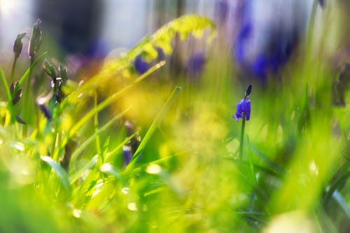 紫色小花的选择性聚焦摄影 · 免费素材图片