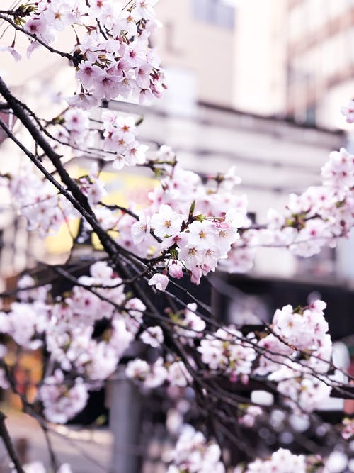 樱花花的选择性聚焦摄影 · 免费素材图片