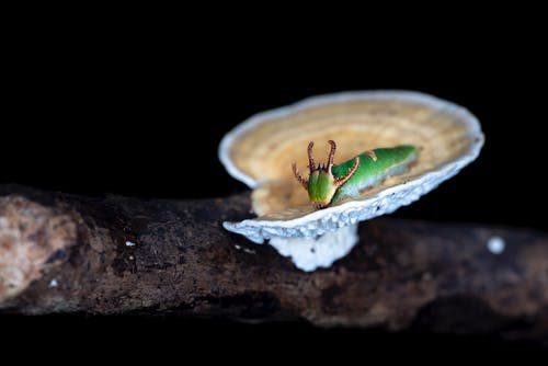 蘑菇上的绿色毛毛虫的选择性聚焦摄影 · 免费素材图片