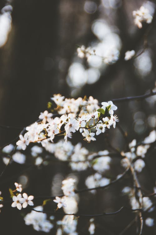 白色花瓣花的特写照片 · 免费素材图片