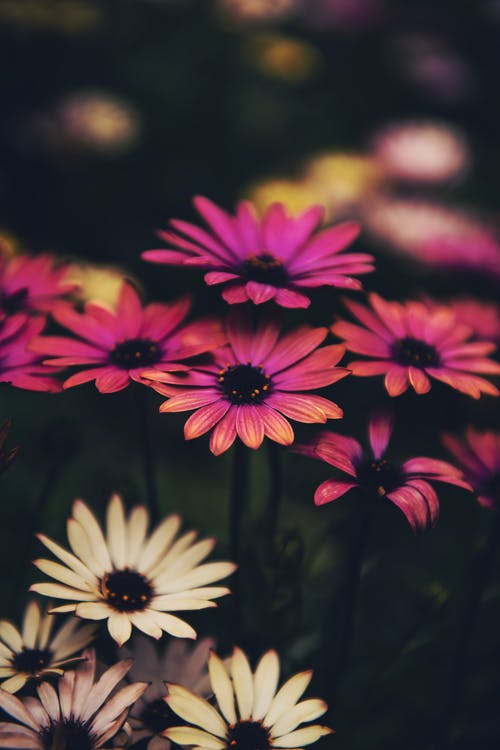 粉色雏菊花 · 免费素材图片
