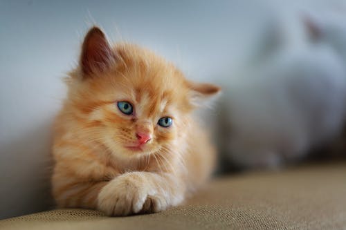 橙色虎斑小猫 · 免费素材图片
