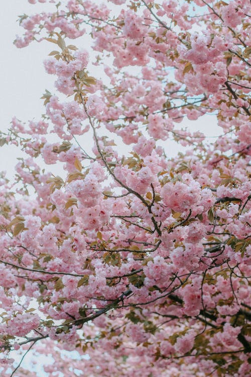 粉红色的花朵 · 免费素材图片