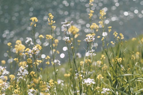 黄色花瓣花园 · 免费素材图片
