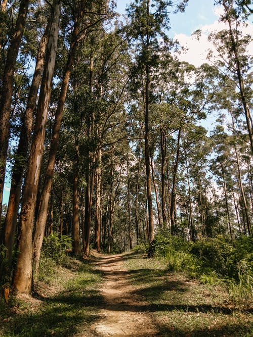 白天的树木照片 · 免费素材图片