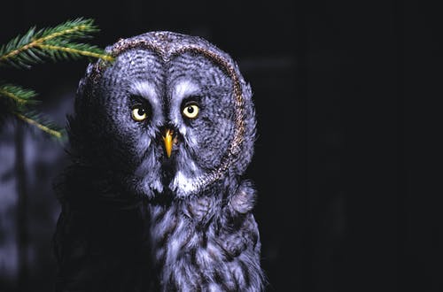 猫头鹰的浅焦点摄影 · 免费素材图片