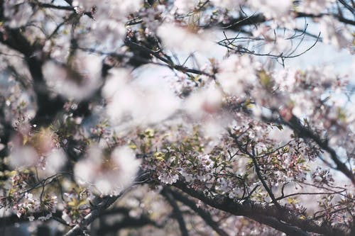 樱花的特写照片 · 免费素材图片