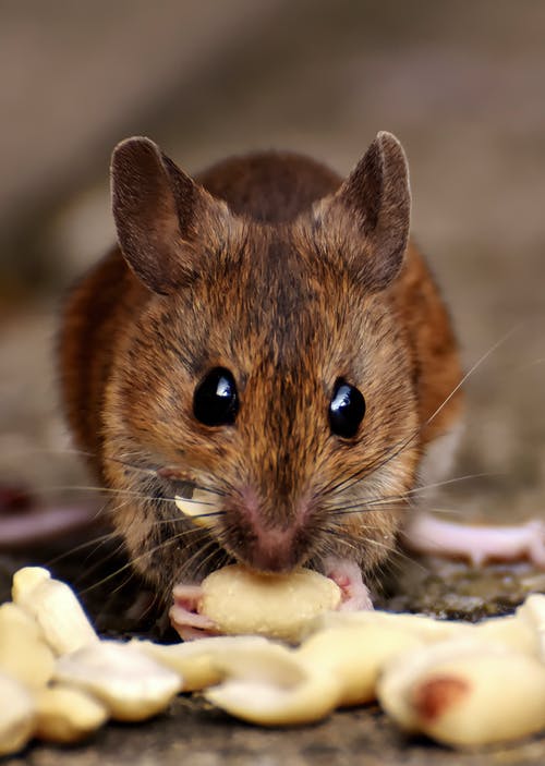 褐鼠吃食物 · 免费素材图片
