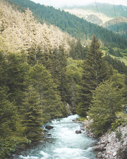 绿树 · 免费素材图片