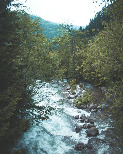 绿树 · 免费素材图片