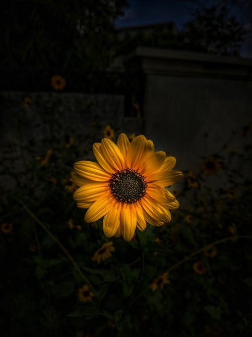 盛开的黄色向日葵 · 免费素材图片