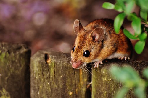 棕色老鼠的选择性聚焦摄影 · 免费素材图片