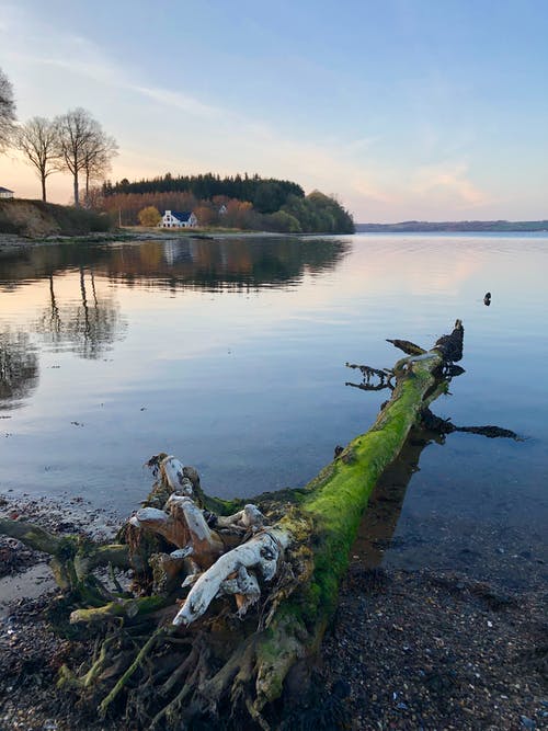靠近海洋的树 · 免费素材图片