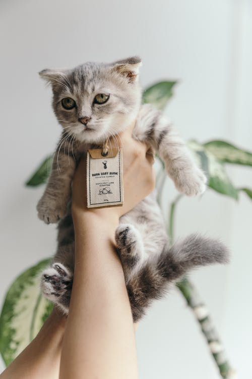 灰色和白色的虎斑小猫 · 免费素材图片