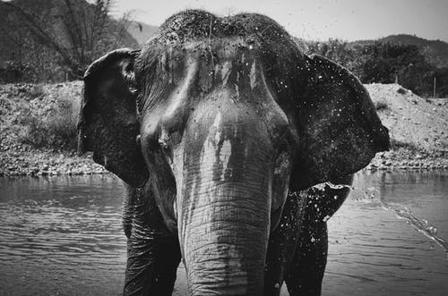 大象在植物附近的水体上 · 免费素材图片