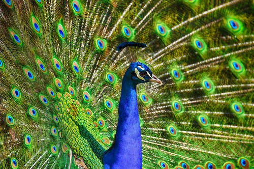 蓝绿孔雀 · 免费素材图片