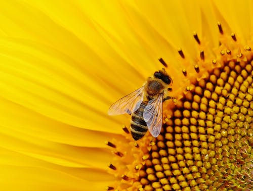 蜜蜂在花中的特写照片 · 免费素材图片