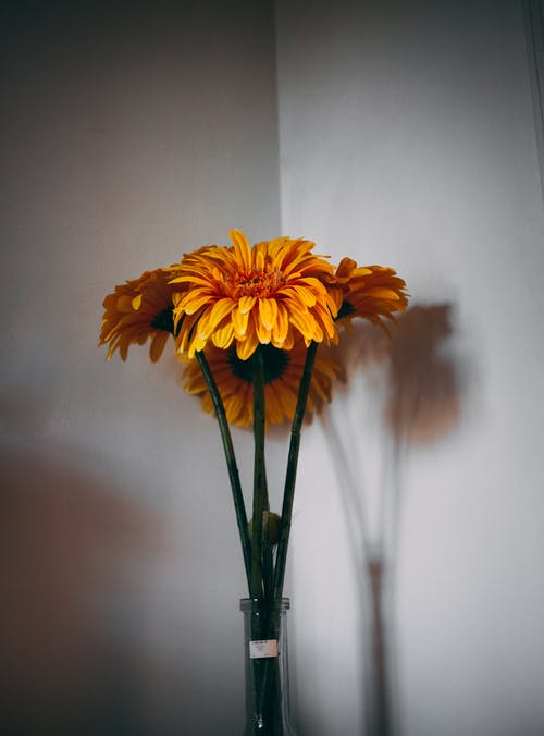 花瓶里的黄色雏菊 · 免费素材图片