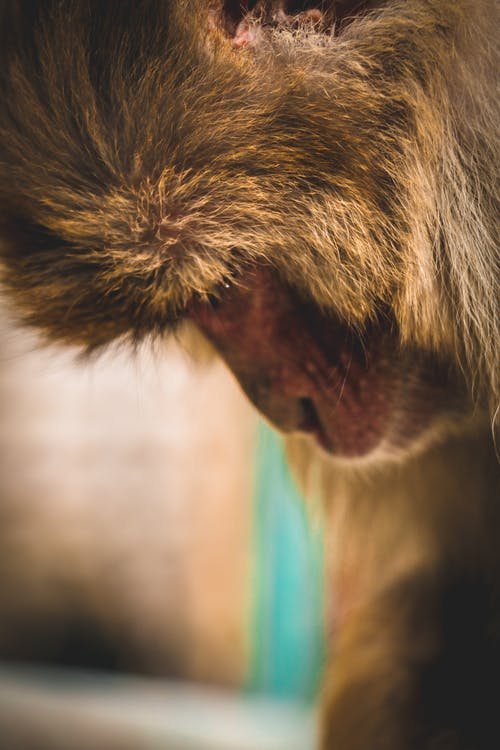 灵长类动物的脸的近距离视图 · 免费素材图片