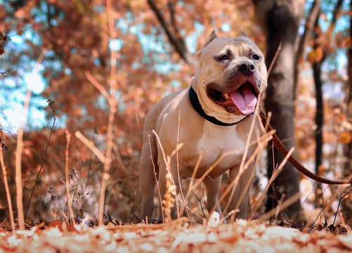 比特犬的选择性聚焦照片 · 免费素材图片