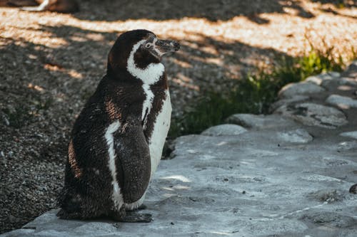 灰色表面上的黑白企鹅 · 免费素材图片