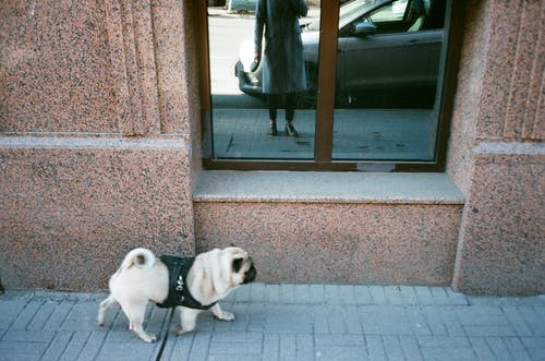 混凝土墙旁边的银哈巴狗 · 免费素材图片